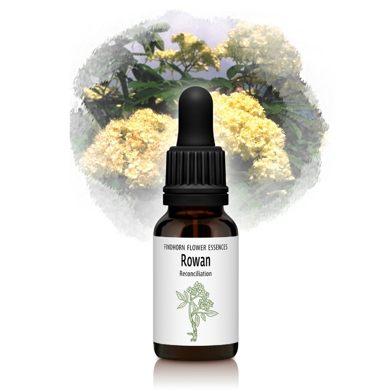 ローワン（赦しと和解）《フィンドホーンフラワーエッセンス》15ml