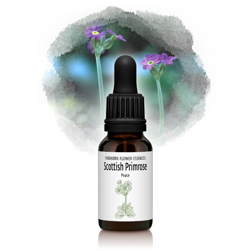 スコティッシュプリムローズ（心の平和と無条件の愛）《フィンドホーン