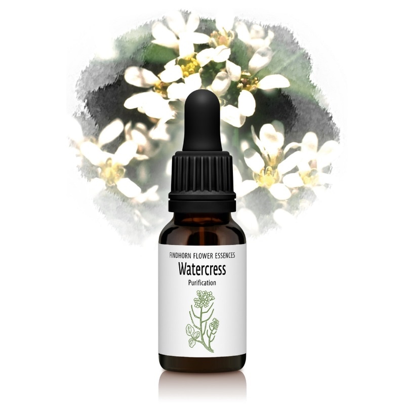ウォータークレス（幸福と浄化）《フィンドホーンフラワーエッセンス