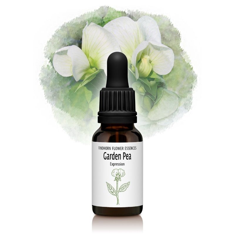 ガーデンピー（表現）《フィンドホーンフラワーエッセンス》15ml