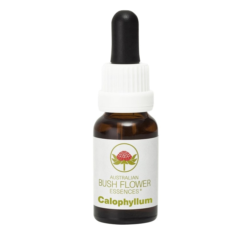 カロフィラム《オーストラリアンブッシュ フラワーエッセンス》15ml
