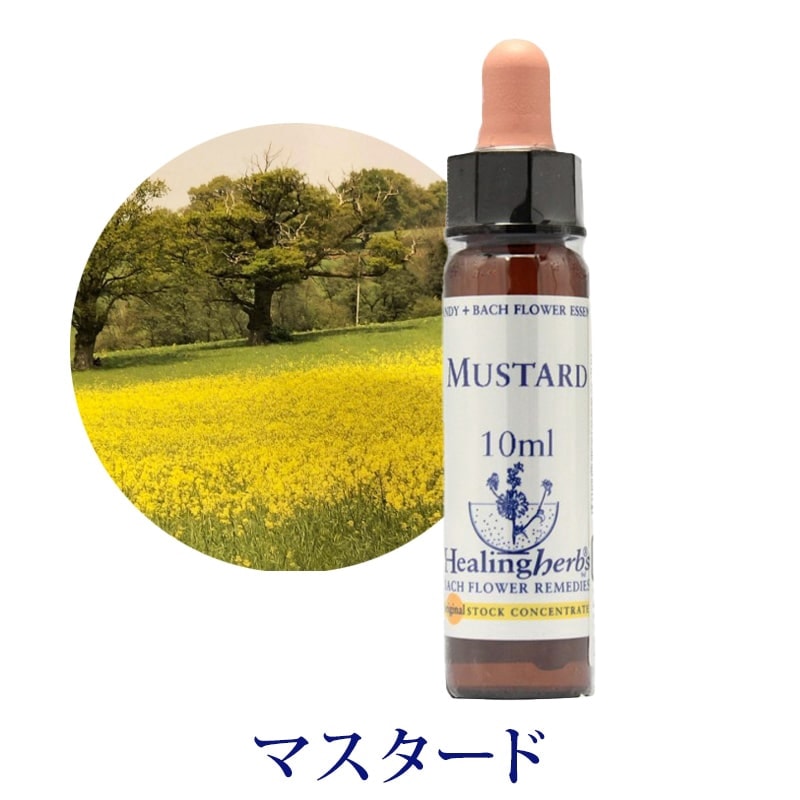【取寄せ品】マスタード《ヒーリングハーブス》10ml【※順次新ラベルに変更となります】