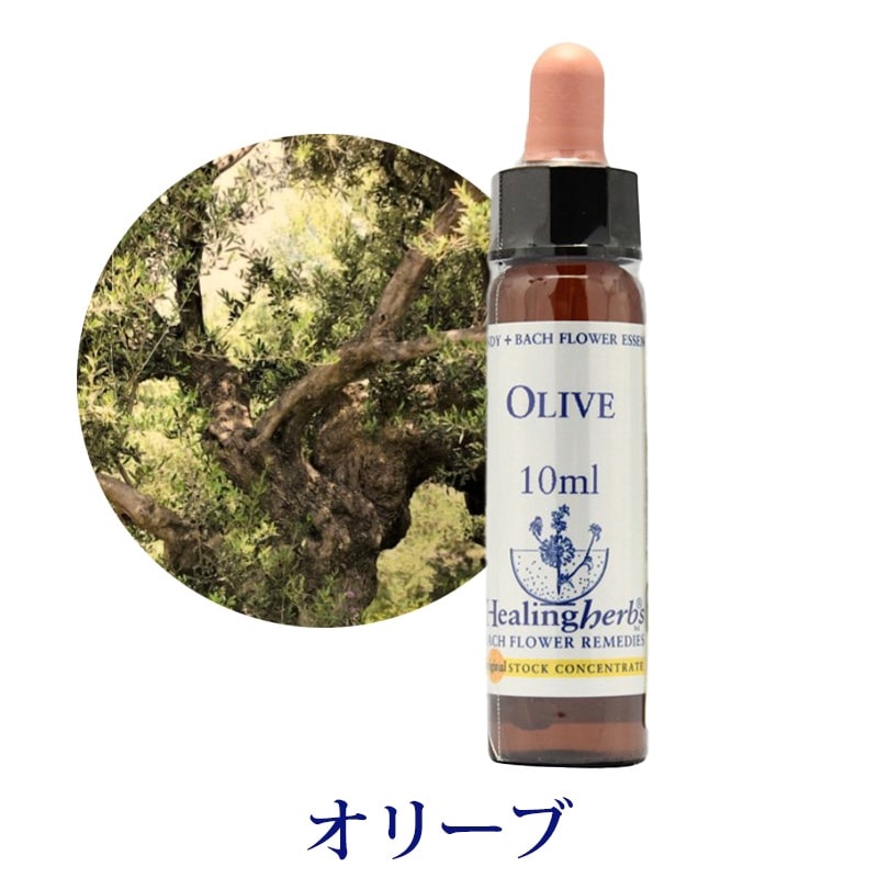 【取寄せ品】オリーブ《ヒーリングハーブス》10ml【※順次新ラベルに変更となります】