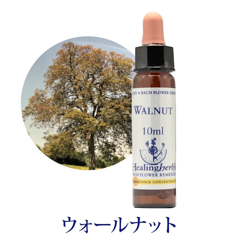 【取寄せ品】ウォールナット《ヒーリングハーブス》10ml【※順次新ラベルに変更となります】