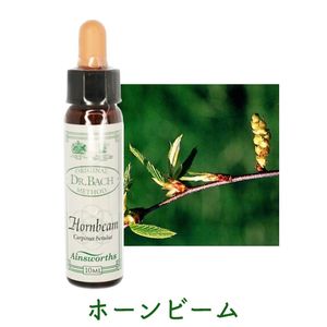 ⭐️ひかりん⭐️ Ainsworthsエインズワース、フラワーエッセンス エインズワースクリーム 3本セット - 【SOLのお店】 SEEDS OF