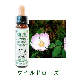 �磻��ɥ������ԥ����󥺥����10ml