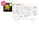 セダクション（魅惑）《アンシェントメモリーオイル》15ml