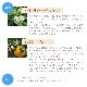 プロスペリティ（繁栄）《アンシェントメモリーオイル》15ml