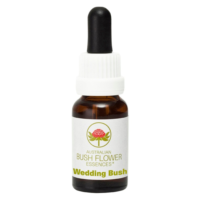 ウェディングブッシュ《オーストラリアンブッシュ