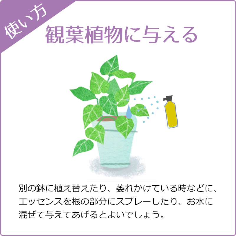 �쥹���塼���ץ졼�ԥХå��ե����ǥ���20ml