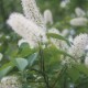 ウワミズザクラ（軽さと広がり）《マウントフジフラワーエッセンス》10ml