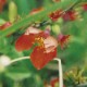 クサボケ（生の肯定）《マウントフジフラワーエッセンス》10ml