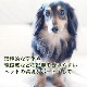 エンバイロメントサポートスプレー フォーペット《DTWフラワーエッセンス》25ml