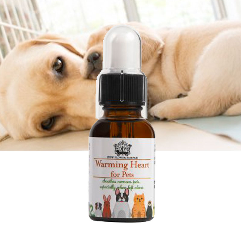 �������ߥ󥰥ϡ��� �ե����ڥåȡ�DTW�ե����å��󥹡�25ml