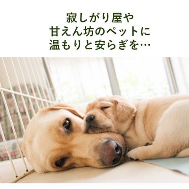 �������ߥ󥰥ϡ��� �ե����ڥåȡ�DTW�ե����å��󥹡�25ml