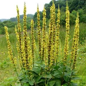 �������ˡ����ܿ��ˡԥХå��ե����ǥ���10ml