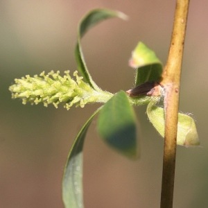 ���������ʥݥ��ƥ��֡ˡԥХå��ե����ǥ���10ml