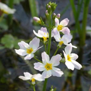 �����������Х�����åȡʤĤʤ���ˡԥХå��ե����ǥ���10ml