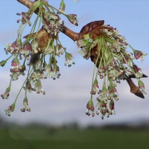 �����ʥ��ݡ��ȡˡԥХå��ե����ǥ���10ml