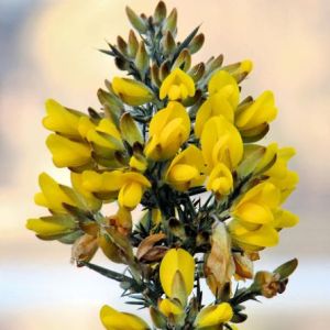 �������ʴ�˾�ˡԥХå��ե����ǥ���10ml