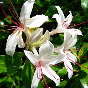 �ϥˡ����å���ʺ����λ��ˡԥХå��ե����ǥ���10ml