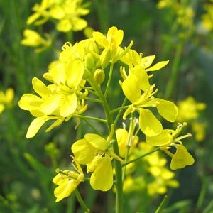 �ޥ������ɡ����뤵�ˡԥХå��ե����ǥ���10ml