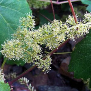 �Х����Vine�ˡʥ��󥹥ѥ����ˡԥХå��ե����ǥ���10ml