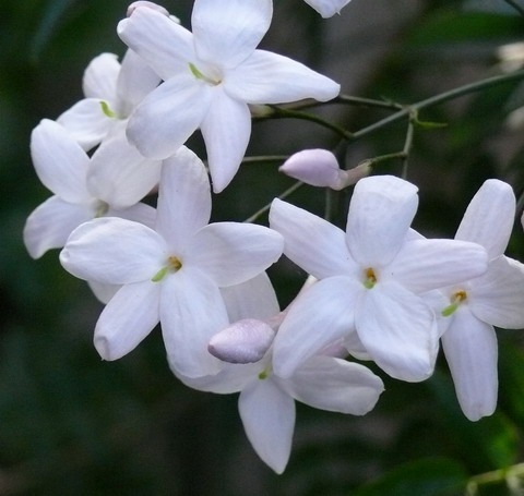 ���㥹�ߥ�ԥߥ����롦����åȡ�1ml