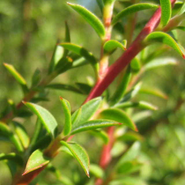 �ƥ����ȥ��꡼�ԥߥ����롦����åȡ�10ml