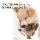カームアンドハピネス フォーペット《DTWフラワーエッセンス》25ml