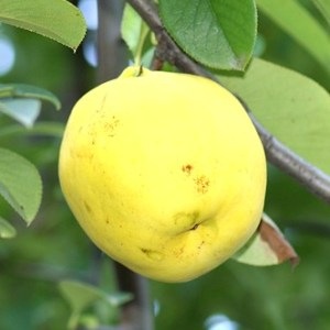 �����β��ѿ� 630ml