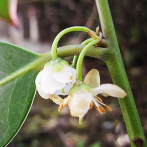 ��褱�԰��प����15ml