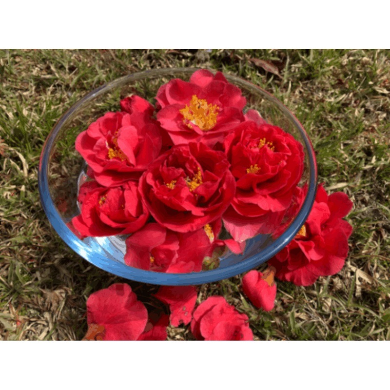 定期購入】椿フラワーエッセンススプレー《シャンドゥルール》25ml