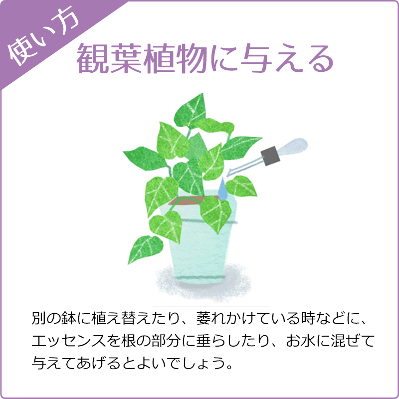 �쥹���塼���ǥ� ���륳����١����ԥХå��ե����ǥ���20ml