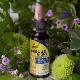 レスキューナイト《バッチフラワーレメディ》10ml （箱なし）