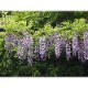 フジ（5月）（ 陰湿さの中での葛藤）《ファーイーストフラワーエッセンス》10ml