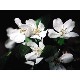 桜（インナーチャイルド - 道化師） 《マンボヤフラワーエッセンス》 10ml