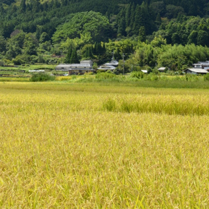 京のontama　玄米カイロ　国産シルク/シルクニット　ホーリーバジル【ネコポス不可】
