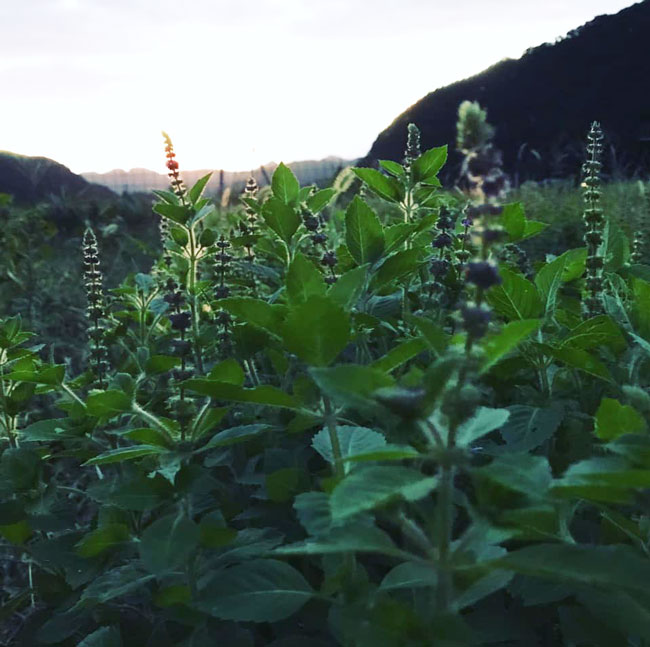 京のontama　玄米カイロ　国産シルク/シルクニット　ホーリーバジル【ネコポス不可】