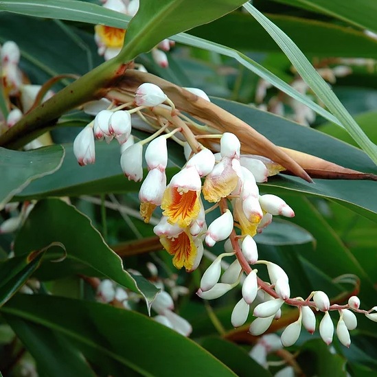 新月の月桃発酵のどスプレー30ml　 【ネコポス不可】