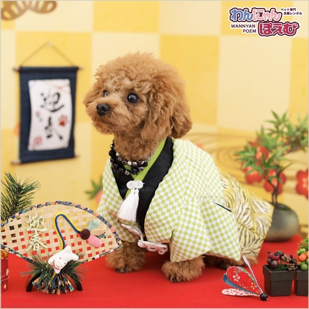 ペット着物レンタル｜犬の着物 男の子 Sサイズ 小型犬｜マルチーズ