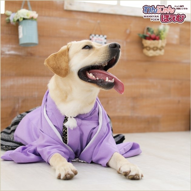 犬の着物レンタル大型犬男の子用3Lサイズ｜ペットの着物レンタルなら