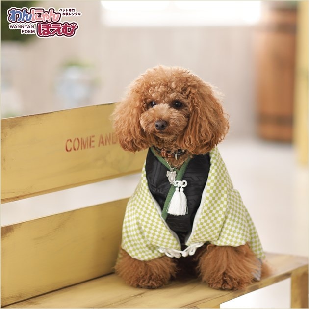 ☆rara ご確認用 トイプードル ブラウン お正月わんこ 羽織袴 犬 袴 和服 和装 着物 小型犬 チワワ トイプードル フォーマル 犬服 猫
