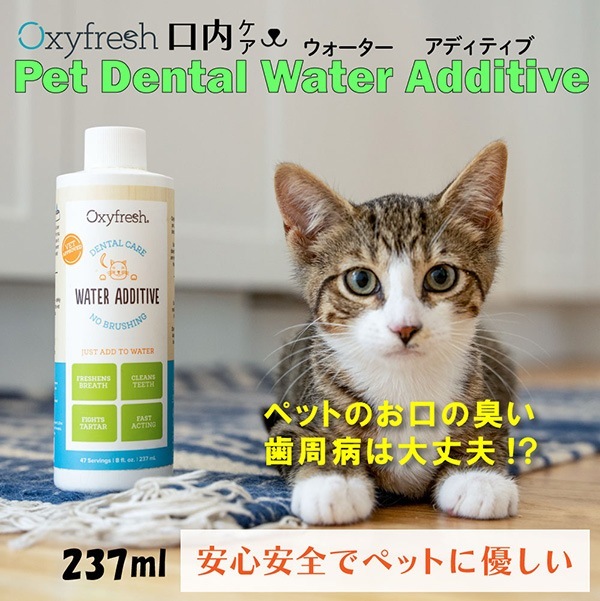 �������ե�å��� �������������ǥ��ƥ��� �ǥ󥿥륱�� 237mL