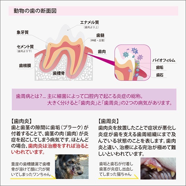 �������ե�å��� �������������ǥ��ƥ��� �ǥ󥿥륱�� 237mL