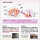 �������ե�å��� �������������ǥ��ƥ��� �ǥ󥿥륱�� 237mL