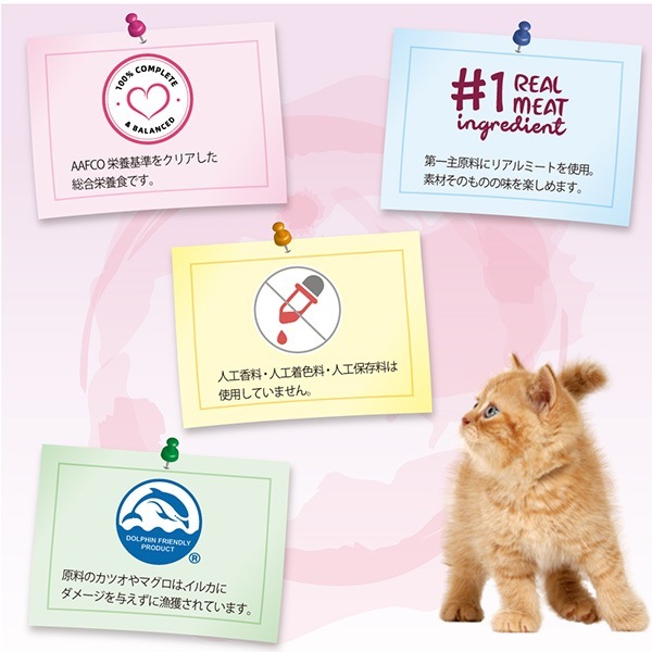 �����ͥ��㡼�� ���졼�ӡ������� ����������餹 50g �ե��󥿥�������