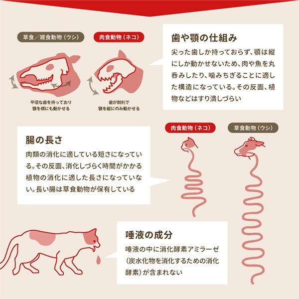 ڥڡʡۥ åɥߡȥ쥷 9.7kg2 t ڥå ա  ɥå ɥ饤ա ǯ ܿ ACANA ̵