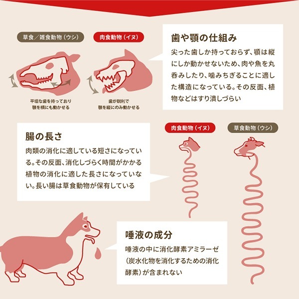 ڥڡʡۥ åɥߡȥ쥷 9.7kg2 t ڥå ա  ɥå ɥ饤ա ǯ ܿ ACANA ̵