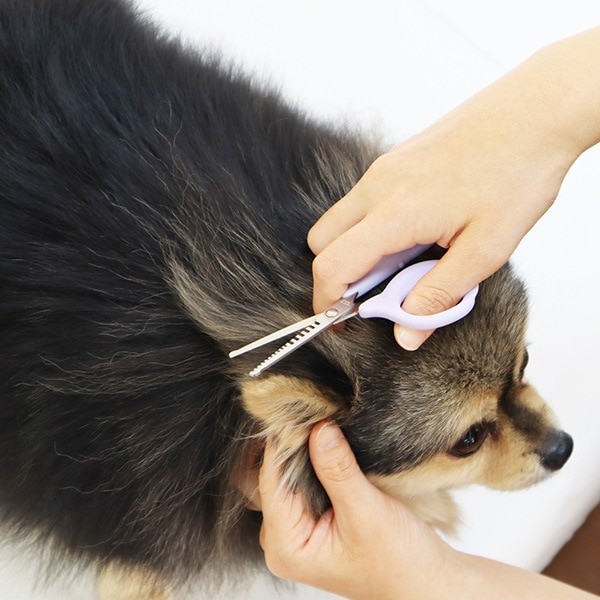 �ǥꥱ���� ���ӥ����Х��� ������ �ڥåĥ롼��